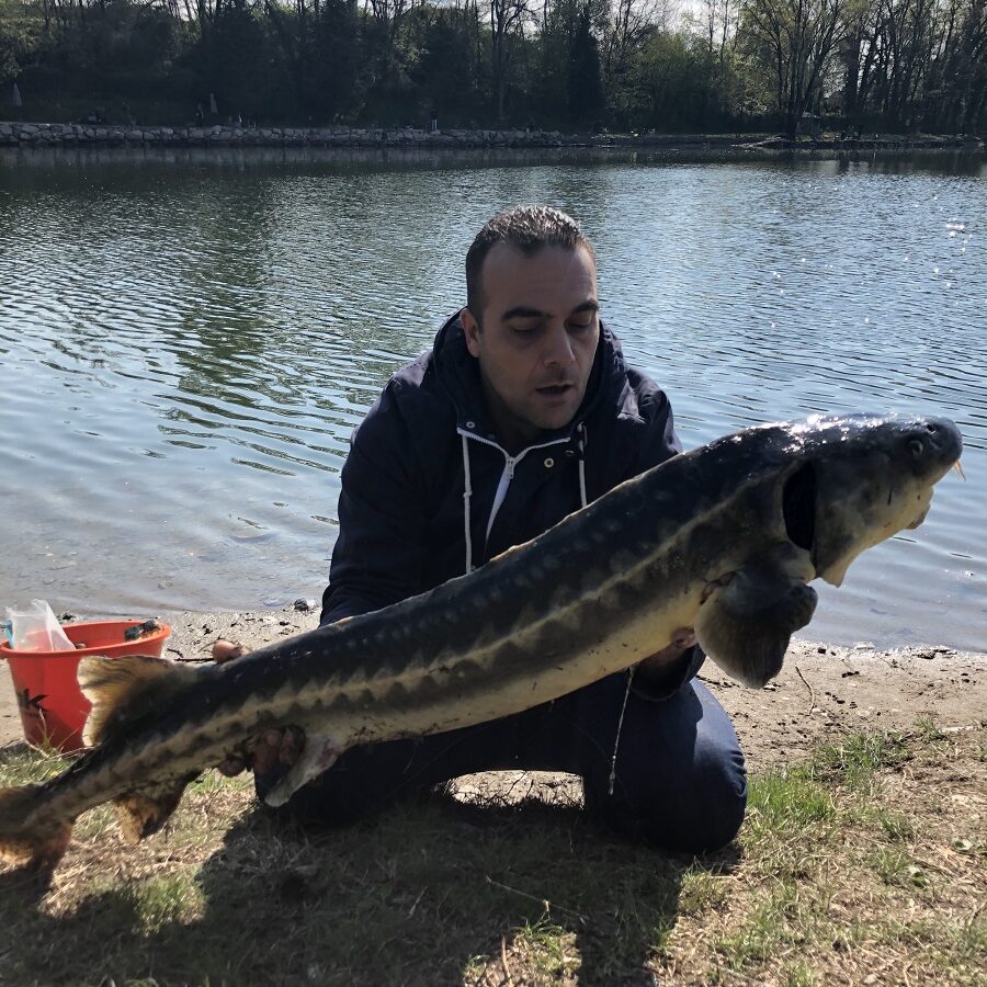 storione lago betulle